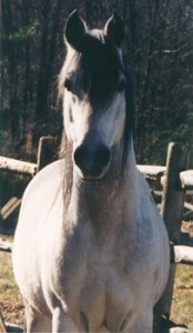 Obrazek