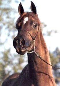 Obrazek