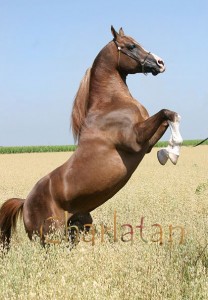 Obrazek